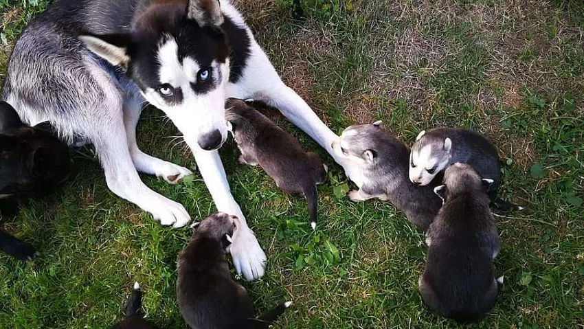 Nabizim k prodeji Štěňata Haskyho zkřížená s vlčákem.