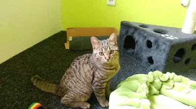 DARUJI 2LETÉHO KOCOURA