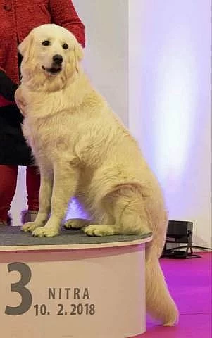 Slovenský čuvač s PP