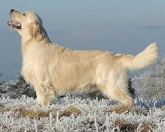 Golden retriever s PP - štěňata /zlatý retrívr/