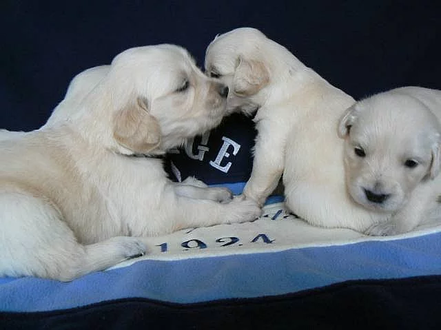 Golden retriever s PP - štěňata /zlatý retrívr/