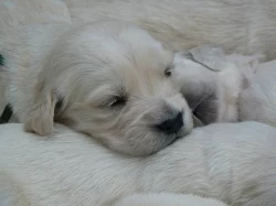 Golden retriever s PP - štěňata /zlatý retrívr/