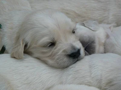 Golden retriever s PP - štěňata /zlatý retrívr/