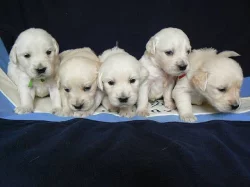 Golden retriever s PP - štěňata /zlatý retrívr/