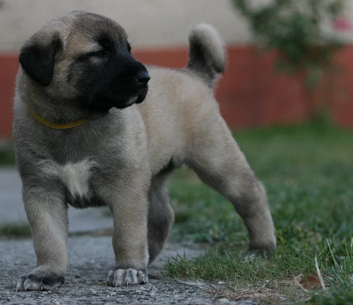 Anatolský pastevecký pes - Kangal