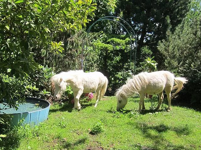 Minipony