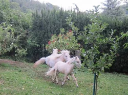 Minipony