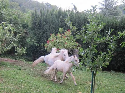 Minipony