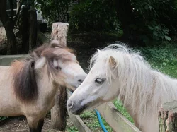 Minipony