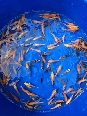 Koi AA 3-6cm