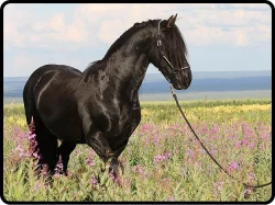 Černá Krásná morganská kráva, kůň na prodej