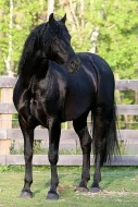 Černá Krásná morganská kráva, kůň na prodej