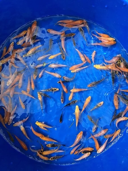 Koi AA 3-6cm