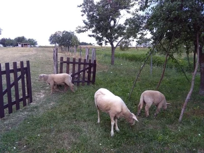 Prodám ovce a jehňata