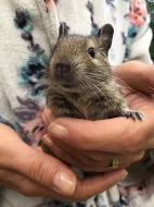 Daruji osmáka degu