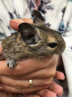 Daruji osmáka degu