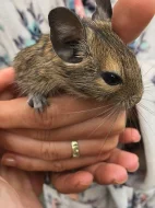 Daruji osmáka degu