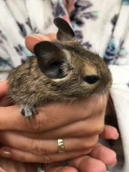 Daruji osmáka degu