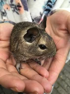 Daruji osmáka degu
