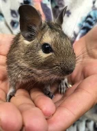 Daruji osmáka degu