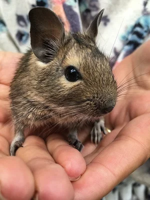 Daruji osmáka degu