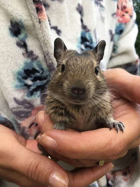 Daruji osmáka degu