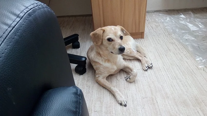 Darujeme dvou letou fenku křížence bígla.