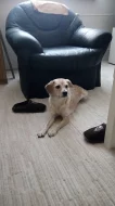 Darujeme dvou letou fenku křížence bígla.