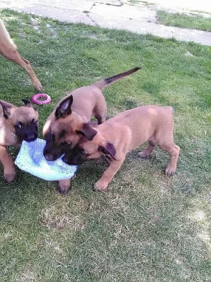 Prodám štěně (pejska) belgického ovčáka malinois