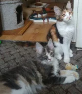 Krásná koťátko mainské mývalí-