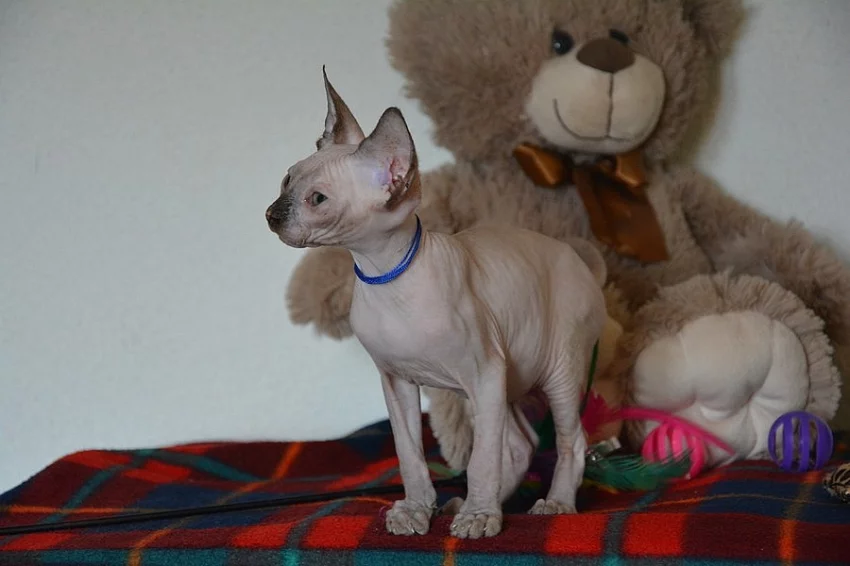 Kanadský sphynx bez PP