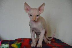 Kanadský sphynx bez PP