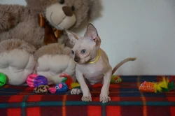 Kanadský sphynx bez PP