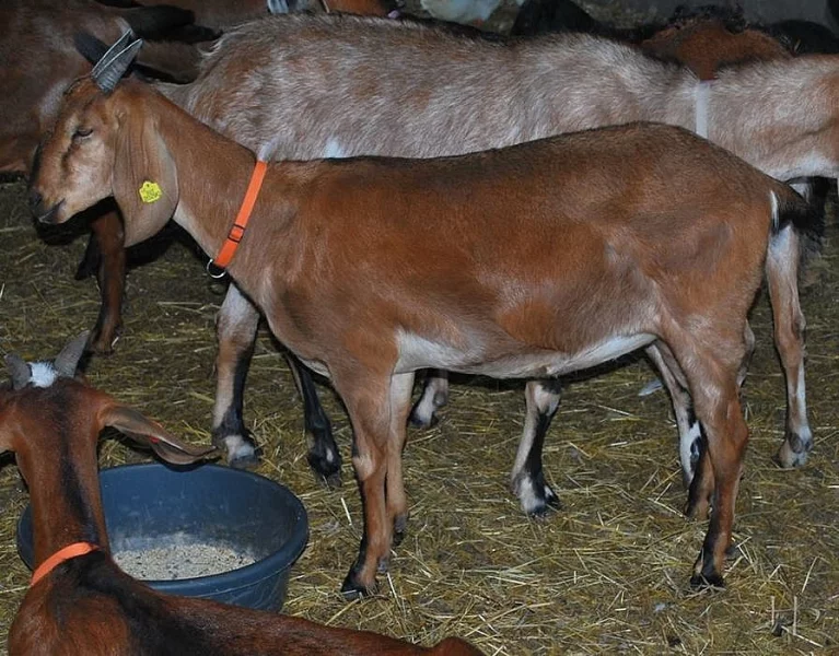 Anglonubijská 94% kozička s POP na prodej