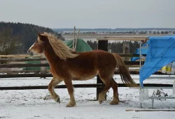 Českomoravský belgik