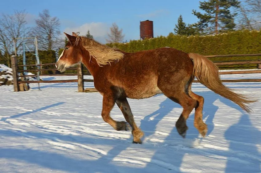 Českomoravský belgik