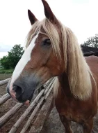 Českomoravský belgik