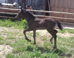 Welsh Cob