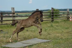 Welsh Cob