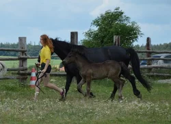 Welsh Cob