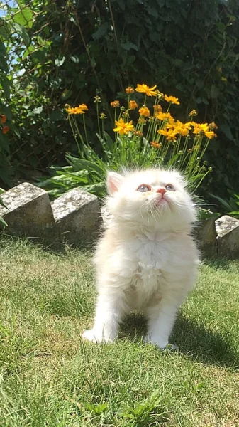 Prodám roztomilá perská koťátka