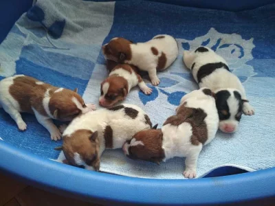 Jack Russell