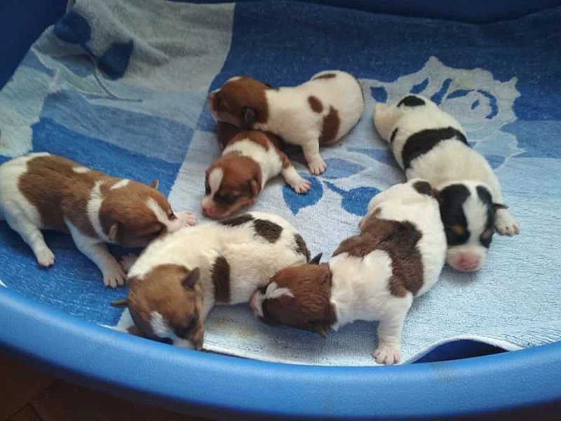 Jack Russell