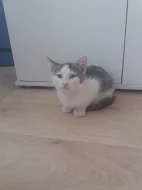 Kotě