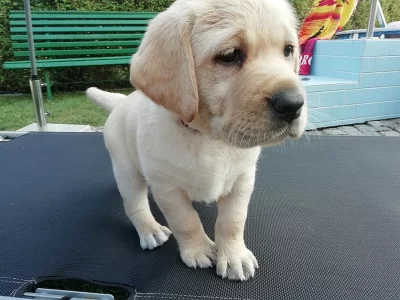 Labrador retriever