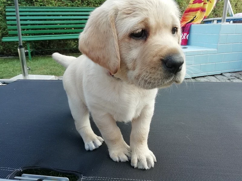 Labrador retriever