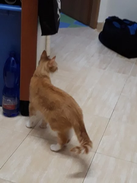 Daruji kočičku