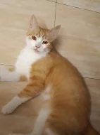 Daruji kočičku