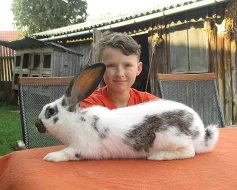 Samci kříženci BO