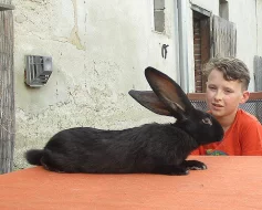Samci kříženci BO